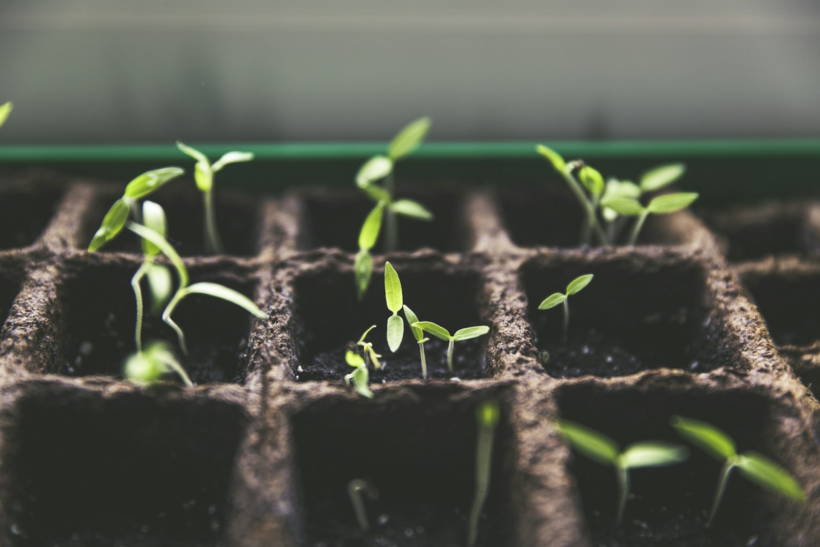 Seedlings in a starting tray