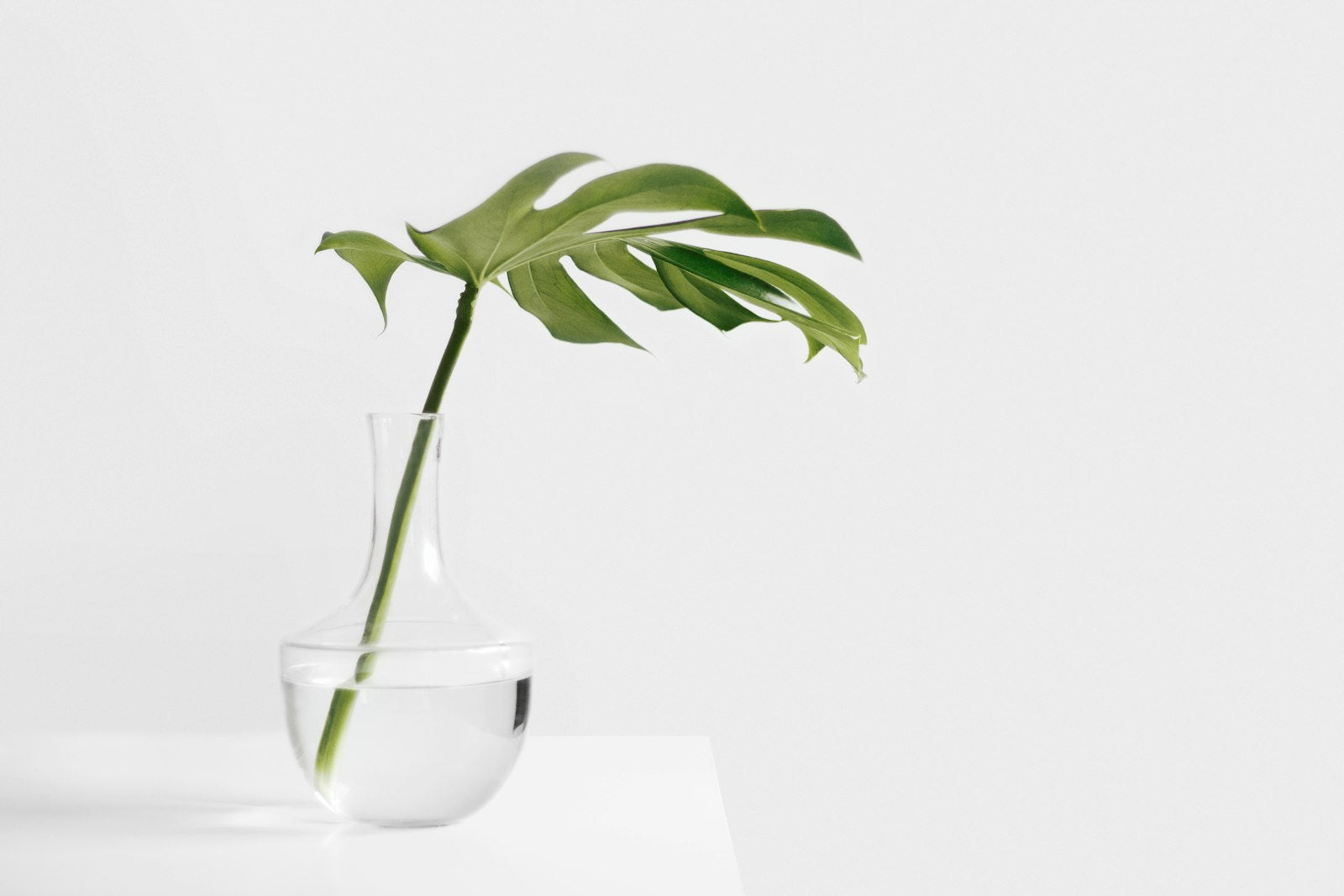 Monstera cutting rooting in a glass
