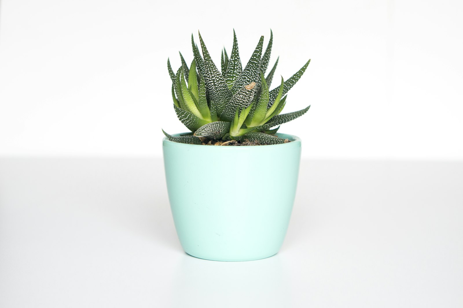 Aloe in a mint ceramic pot