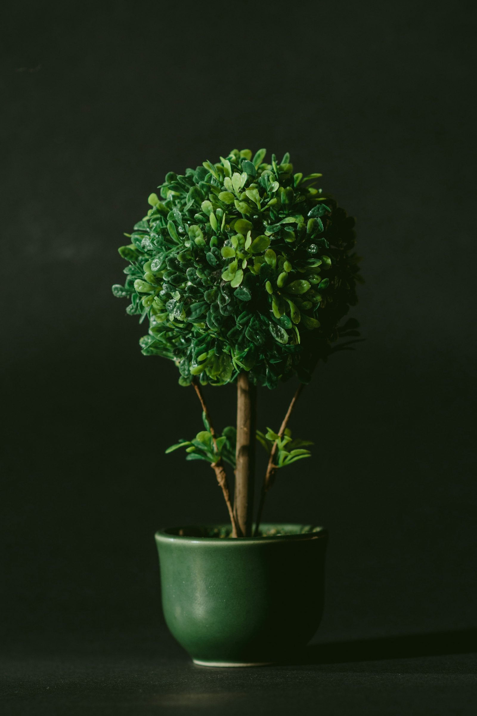 Clipped boxwood topiary