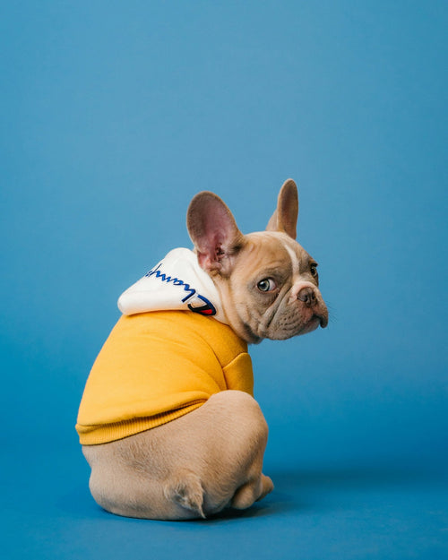 Dog wearing a quilted hoodie