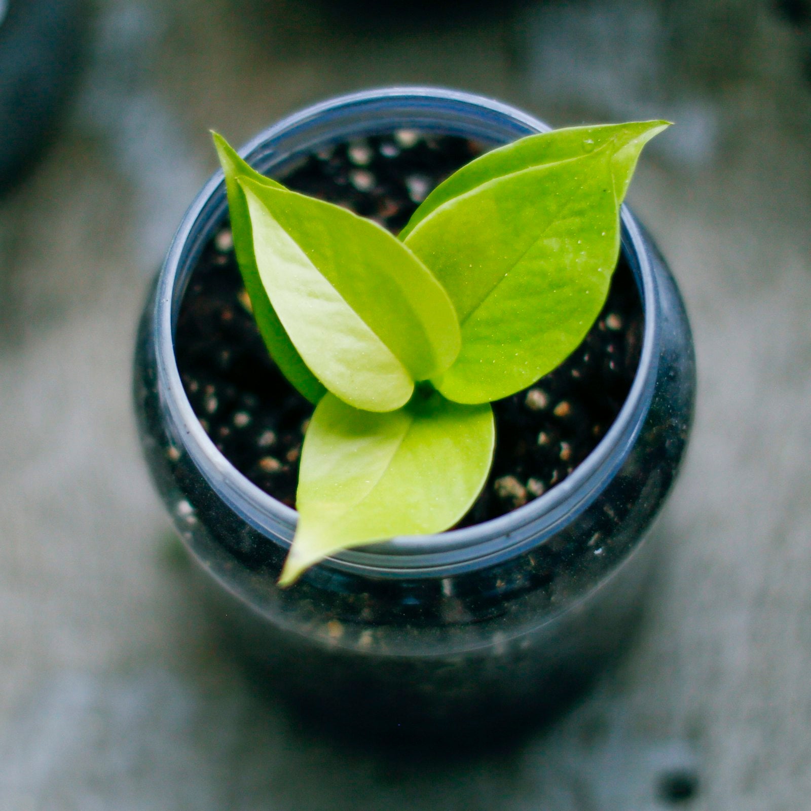 Golden pothos in a pot