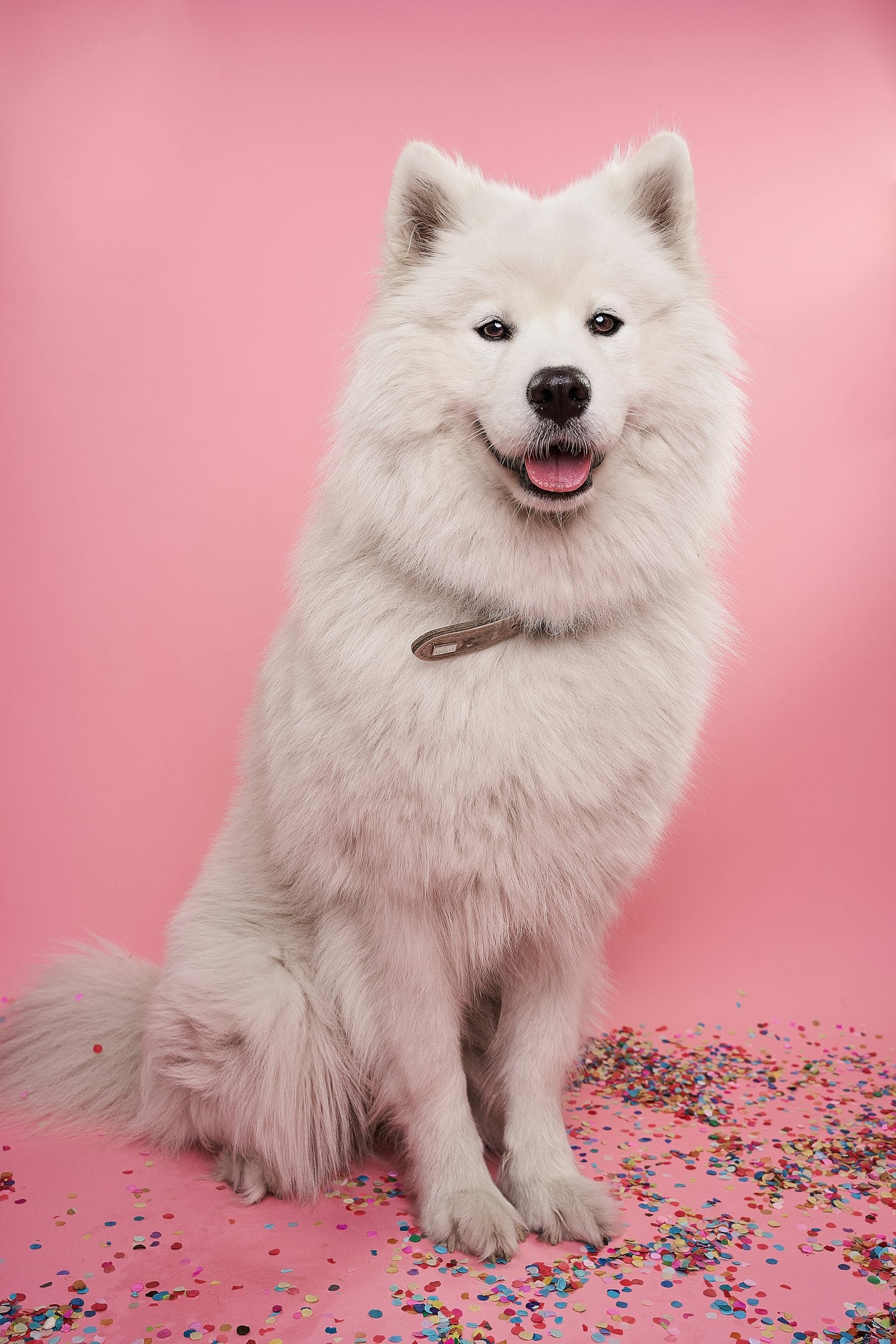 Dog wearing an everyday collar